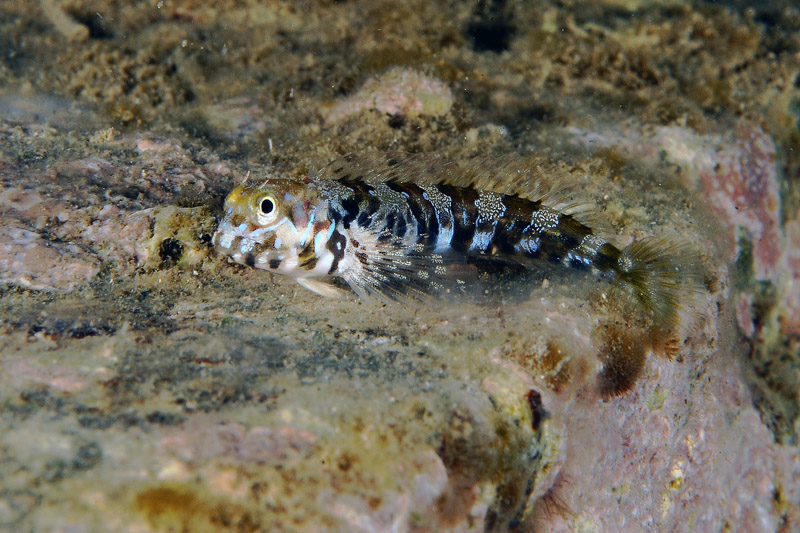 Piccolo blennide (giovanile di Aidablennius sphynx)